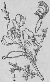 1 Cytisus Scop Rius L Link Broom Green Or Scotch B 809