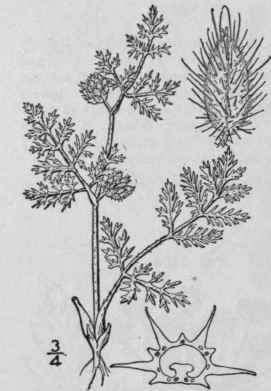 1 Daucus Car Ta L Wild Carrot 1447