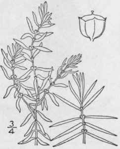 1 Didiplis Di Ndra Nutt Wood Water Purslane 1343