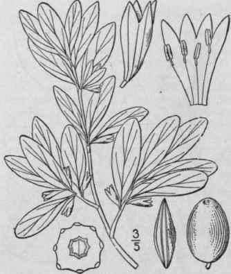 1 Elae gnus Tourn L Sp Pl 121 1753 1337