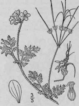 1 Erodium Cicut Rium L L Her Hemlock Stork s Bill  1004