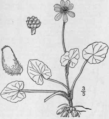 1 Ficaria Fic Ria L Karst Lesser Celandine 272