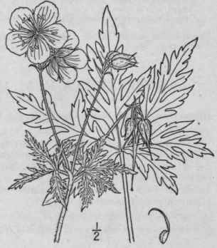 1 Geranium Prat Nse L Meadow Geranium 994