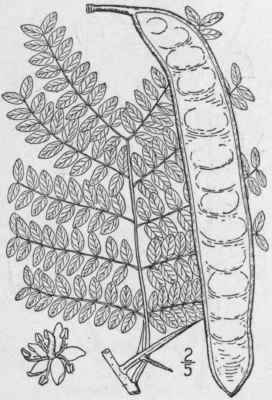 1 Gleditsia Triac Nthos L Honey Or Sweet Locust Th 787