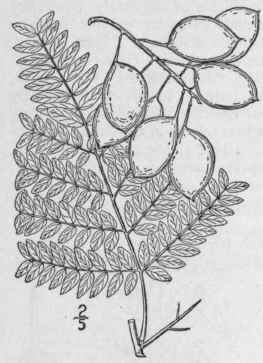 1 Gleditsia Triac Nthos L Honey Or Sweet Locust Th 788