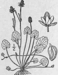 1 Halerpestes Cymbalvria Pursh Greene Seaside Crow 273