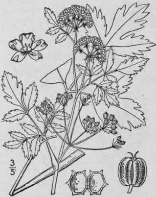 1 Harperella Vivipara Rose Viviparous Harperella 1521