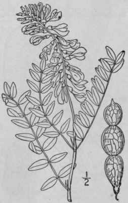 1 Hedysarum Boreale Nutt Hedysarum 913