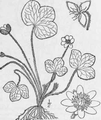 1 Hepatica Hep Tica L Karst Round Lobed Or Kidney  231