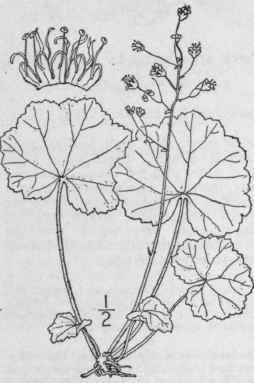 1 Heuchera Parvifl Ra Bartl Rugel s Heuchera 516