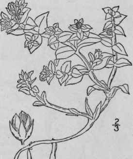 1 Honkenya Peploides L Ehrh Sea Beach Sandwort 135