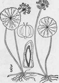1 Hydrocotyle Umbell Ta L Umbellate Or Many Flower 1496