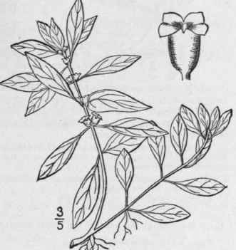 1 Isnardia Pal Stris L Marsh Purslane 1355