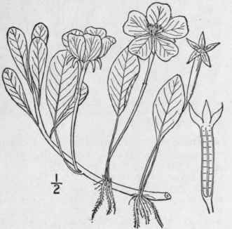 1 Jussiaea Diffusa Forskal Floating Or Creeping Pr 1365