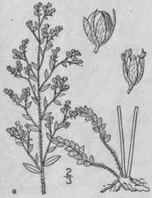 1 Lechea Minor L Thyme Leaved Pin Weed 1256