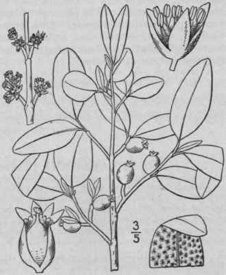 1 Lepargyraea Canadensis L Greene Canadian Buffalo 1338