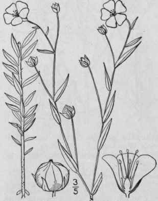 1 Linum Usitatissimum L Flax Lint Bells Linseed 1017