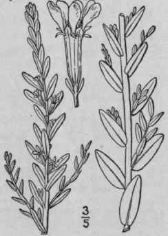 1 Lythrum Hyssopif Lia L Hyssop Loosestrife Grass  1346