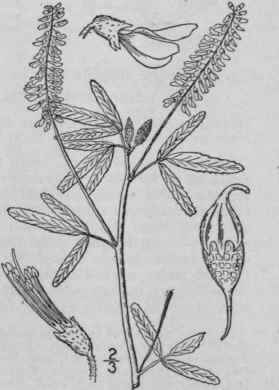 1 Melilotus Lba Desv White Melilot White Sweet Clo 814