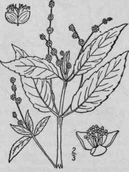1 Mercurialis Annua L Herb Mercury 1070