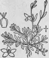 1 Montia Font Na L Water Or Blinking Chickweed Bli 85