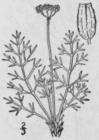 1 Musineon Divaric Tum Pursh Nutt Leafy Musineon 1486