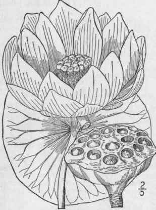 1 Nelumbo L Tea Willd Pers American Nelumbo Or Lot 179