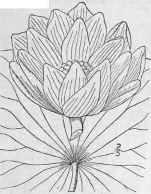 1 Nelumbo L Tea Willd Pers American Nelumbo Or Lot 180