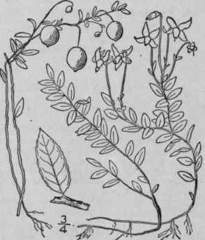 1 Oxycoccus Oxyc Ccos L Macm Small Or European Cra 1617