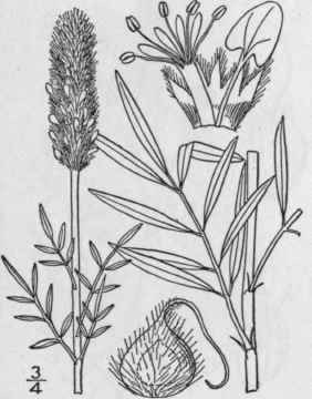 1 Petalostemum Comp Ctum Spreng Swezey Dense Flowe 854