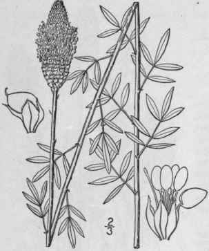 1 Petalostemum Comp Ctum Spreng Swezey Dense Flowe 855