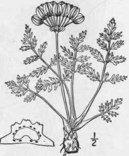 1 Phellopterus Mont Nus Nutt Mountain Cymopterus 1488