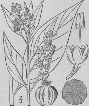 1 Phytolacca Americ Na L Poke Scoke Pigeon Berry G 57