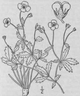 1 Potentilla Proc Mbens Sibth Wood Cinquefoil 569