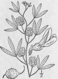 1 Psoralea Lanceol Ta Pursh Lance Leaved Psoralea 833