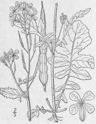 1 Raphanus Raphanistrum L Wild Radish Jointed Or W 452
