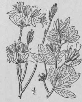 1 Rhodora Canadensis L Rhodora 1562