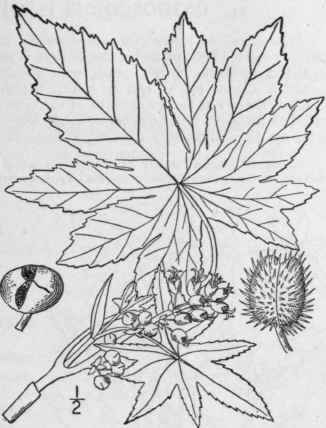 1 Ricinus Communis L Castor Oil Plant Castor Bean  1071