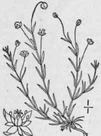 1 Sagina Procumbens L Procumbent Pearlwort 115