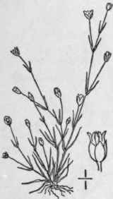 1 Sagina Procumbens L Procumbent Pearlwort 116