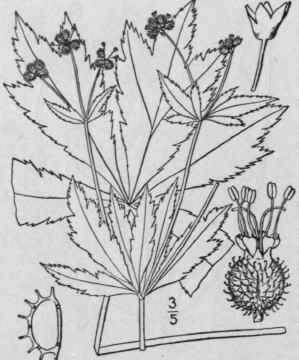 1 Sanicula Maryl Ndica L Black Snake Root Or Sanic 1443