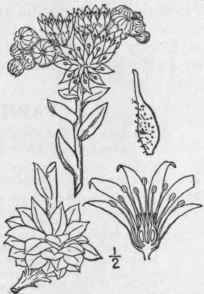 1 Sempervivum Tect Rum L Houseleek 485