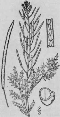 1 Sophia Sophia L Britton Flixweed Herb Sophia 393