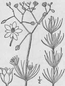 1 Spergula Arv Nsis L Spurry Poverty Weed Corn Spu 136