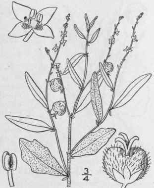 1 Tragia Rens L Eastern Tragia 1066