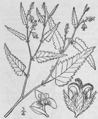 1 Tragia Rens L Eastern Tragia 1067