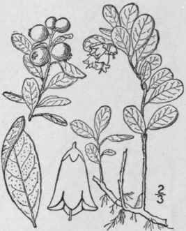 1 Vitis Idaea Vitis Ida A L Britton Mountain Cranb 1598