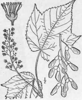 10 Acer Spic Tum Lam Mountain Maple 1155