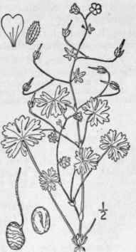 10 Geranium M Lle L Dove s Foot Crane s Bill 1003