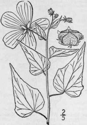 10 Kostel tzkya Presl Rel Haenk 2 130 Pl 70 1836 1210